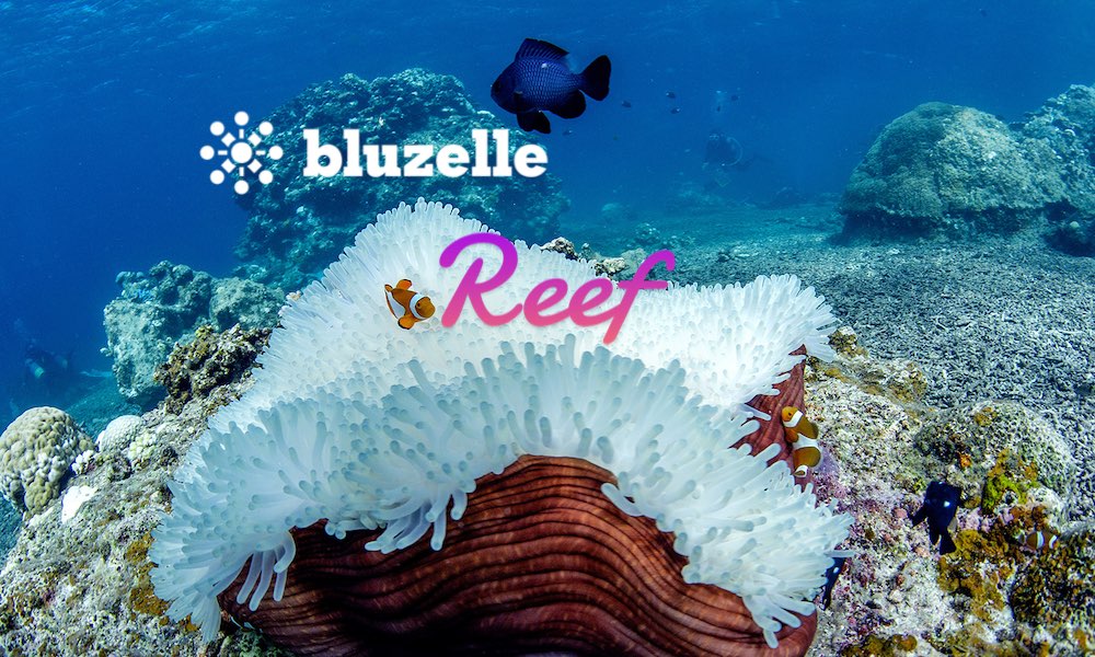 Reef и Bluzelle будут вместе разрабатывать DeFi-приложения Polkadot на блокчейне Plasm