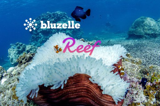 Reef и Bluzelle будут вместе разрабатывать DeFi-приложения Polkadot на блокчейне Plasm