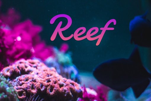 Reef Finance привлекла 3,9 миллиона долларов для кросс-чейн DeFi на Polkadot